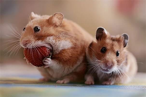 animals that eat berries 18