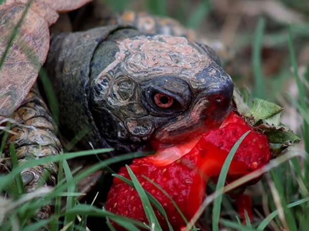 animals that eat berries 3