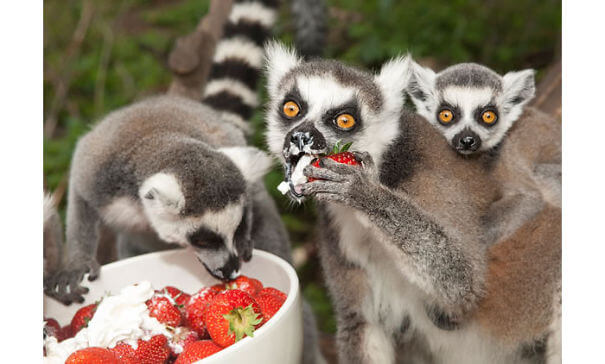 animals that eat berries 6