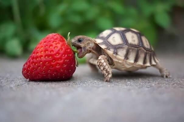 animals that eat berries 7