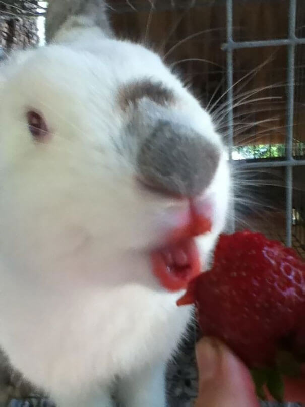 animals that eat berries 9