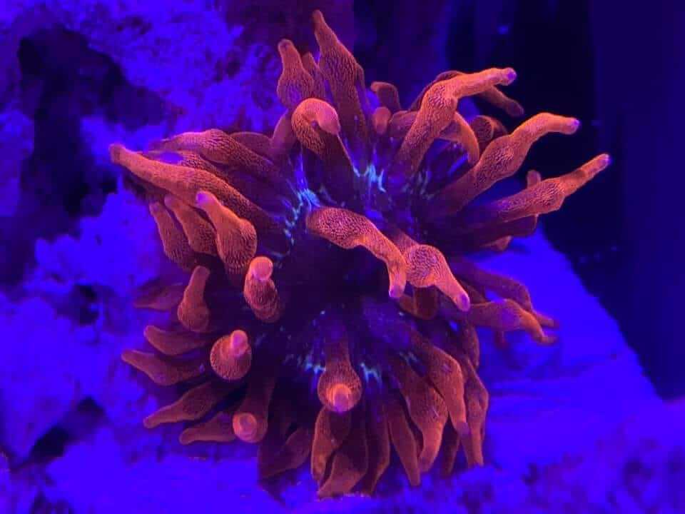 black widow anemone 2