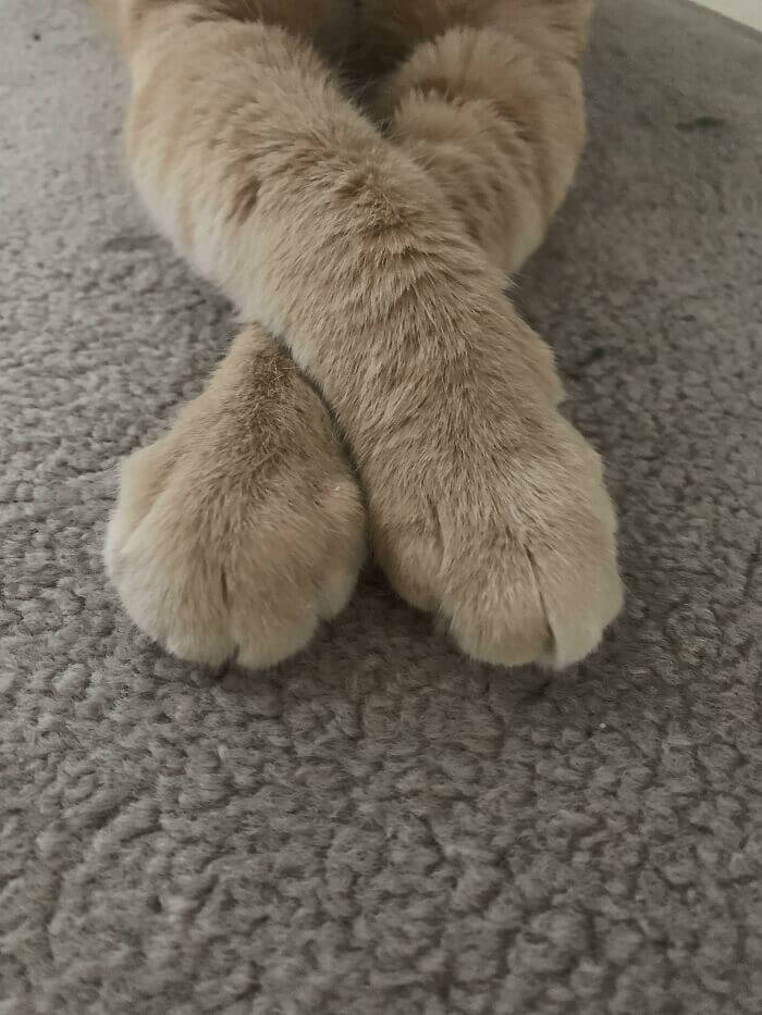 cat cankles 14