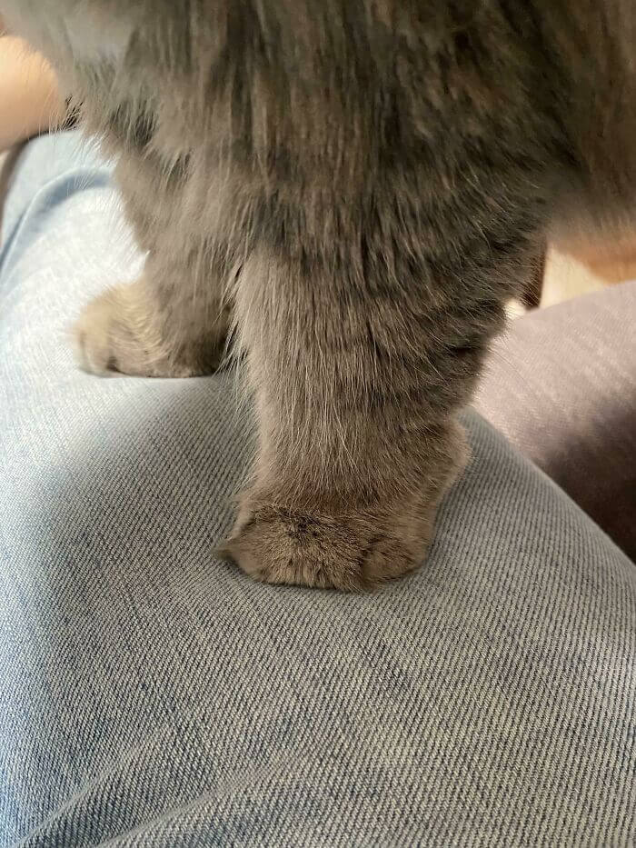 cat cankles 15