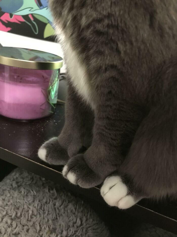 cat cankles 16