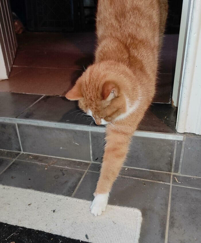 cat cankles 3