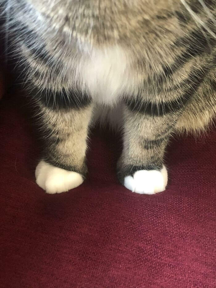 cat cankles 4