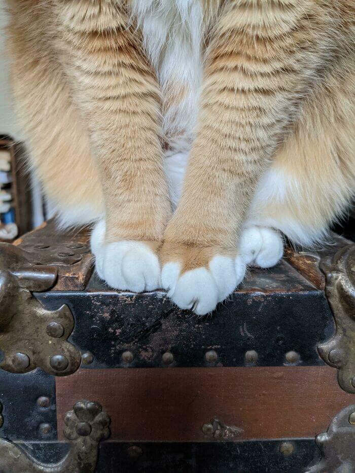 cat cankles 9