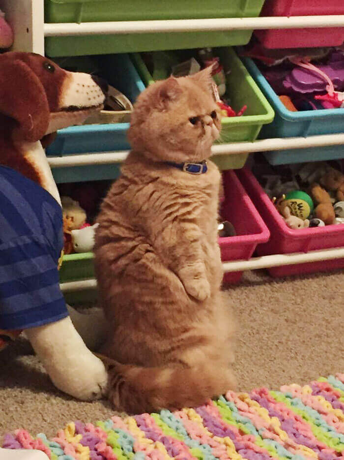cat with human legs 10