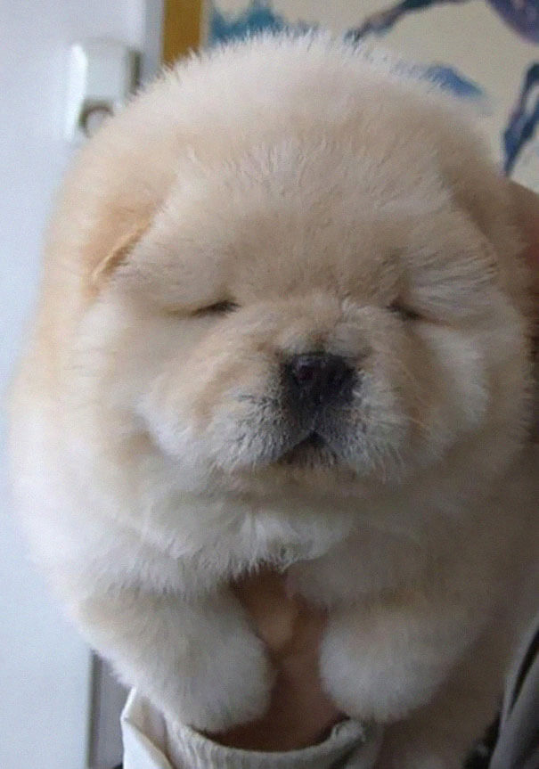 cute chubby dogs 11