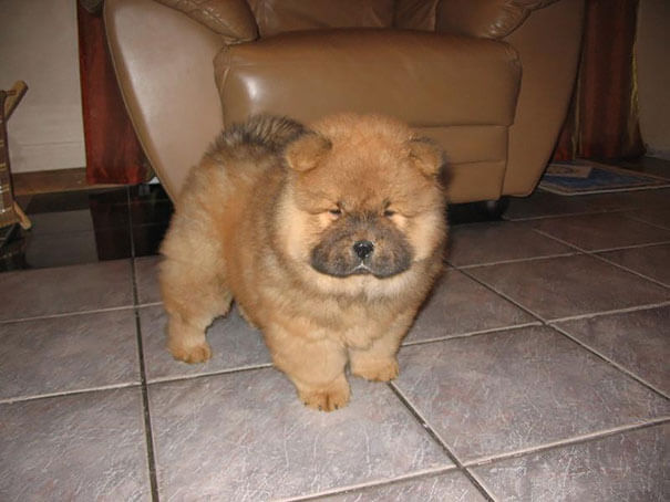 cute chubby dogs 12