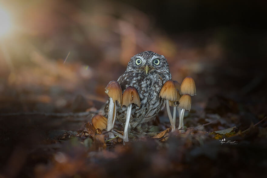 owl under a mushroom 1