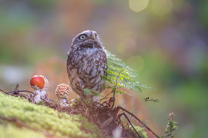 owl under a mushroom 2