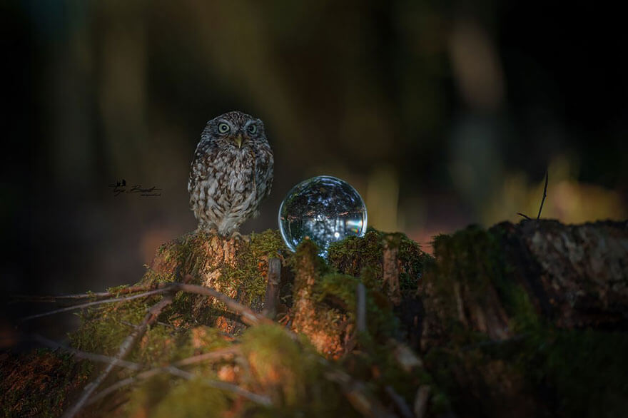 owl under a mushroom 3