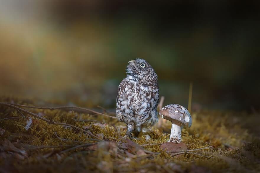 owl under a mushroom 4