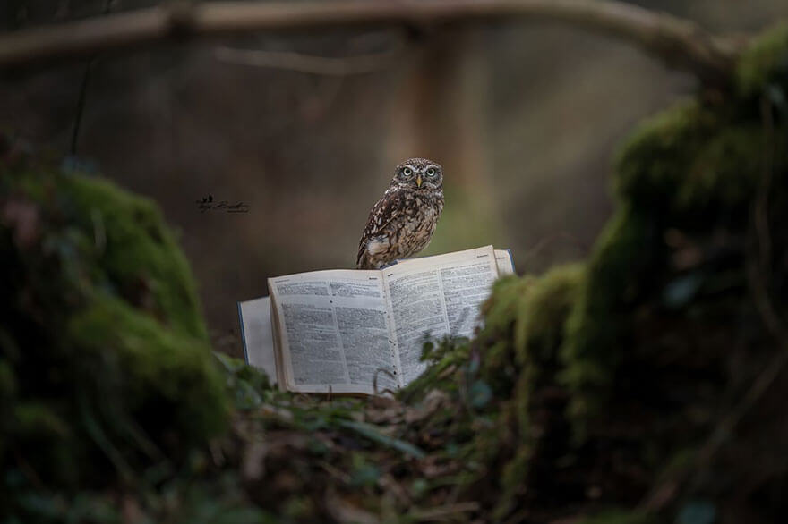 owl under a mushroom 5