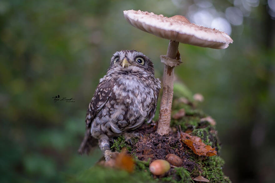 owl under a mushroom 6