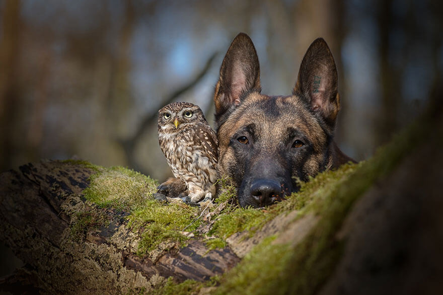 owl under a mushroom 8