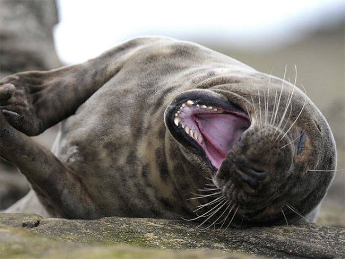 seal laughing 1