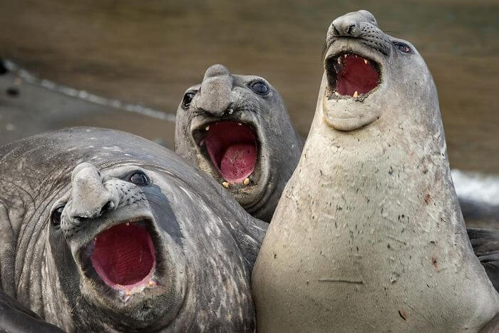 seal laughing 10