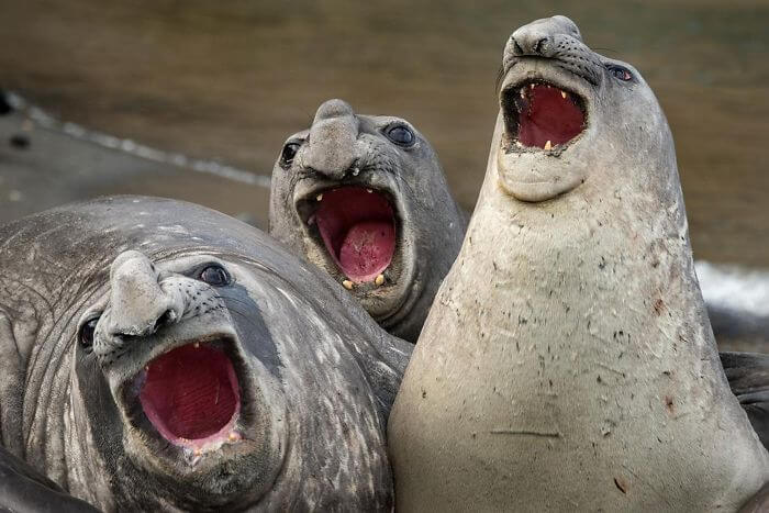 seal laughing 10