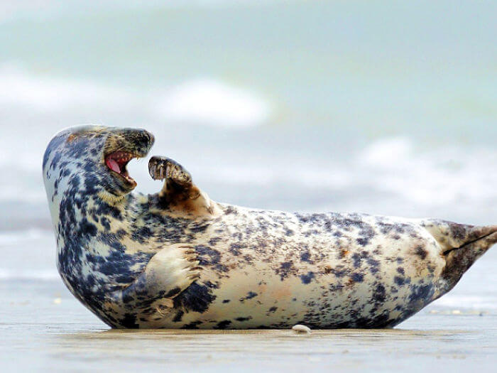 seal laughing 11
