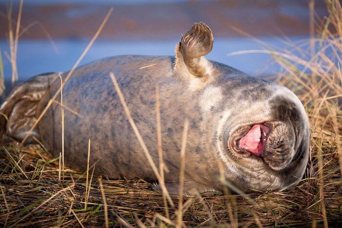 seal laughing 12