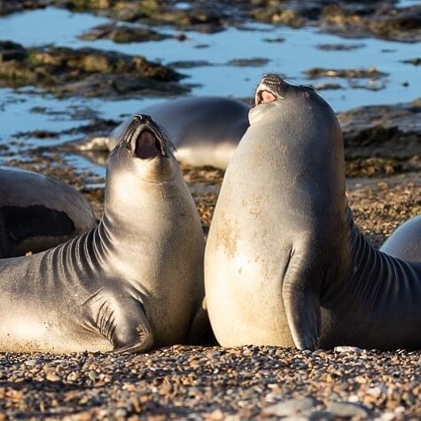 seal laughing 13