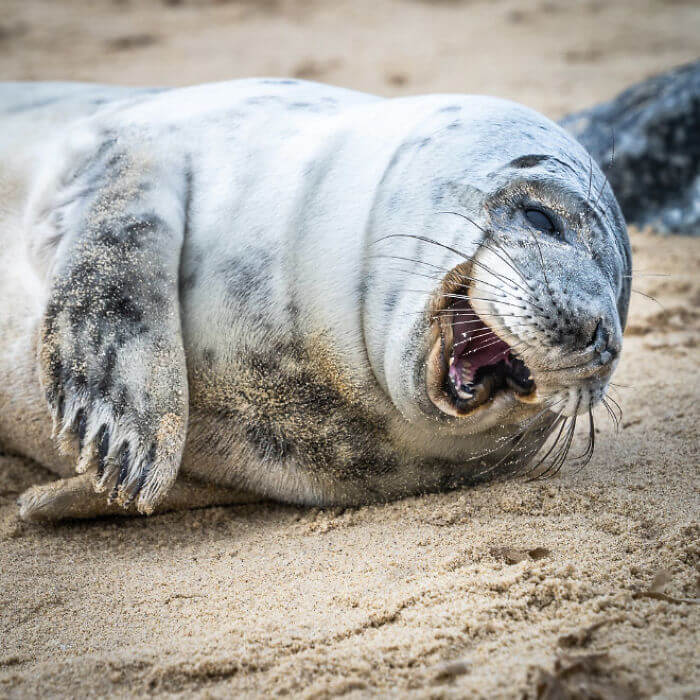 seal laughing 14