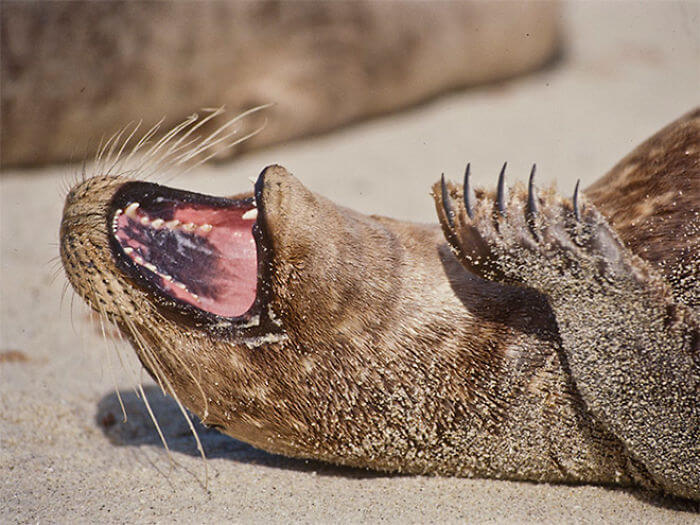 seal laughing 15