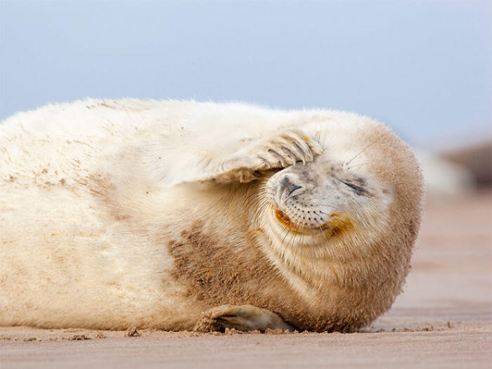 seal laughing 16
