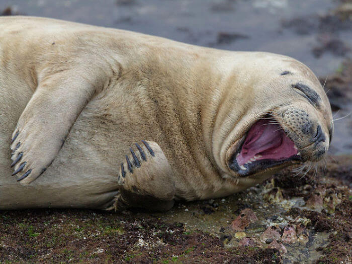 seal laughing 17