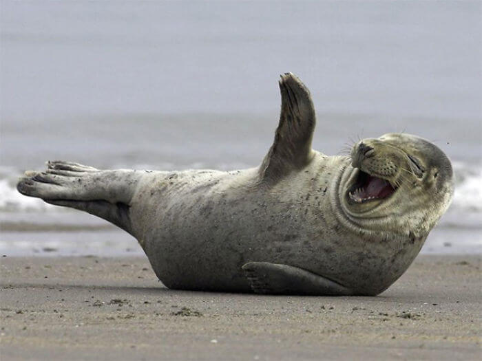 seal laughing 18