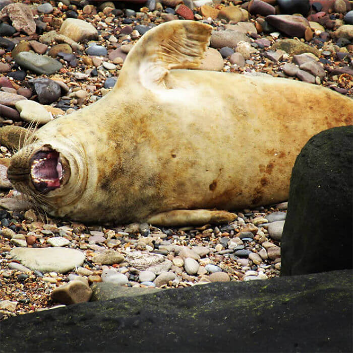 seal laughing 2