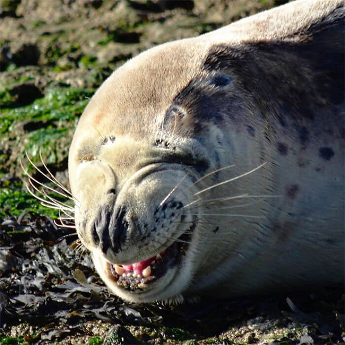seal laughing 3