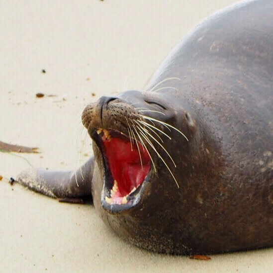 seal laughing 4