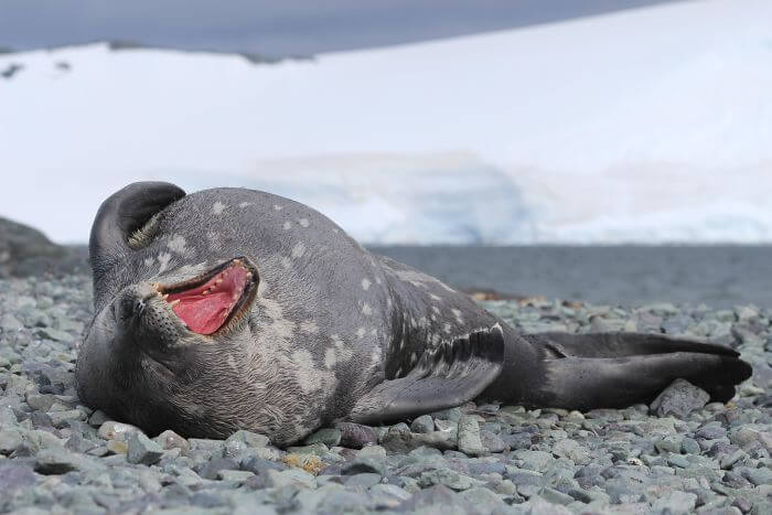 seal laughing 6