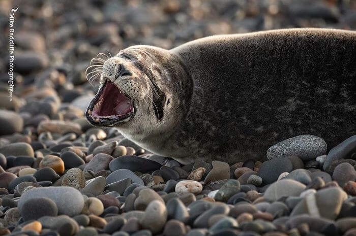 seal laughing 7