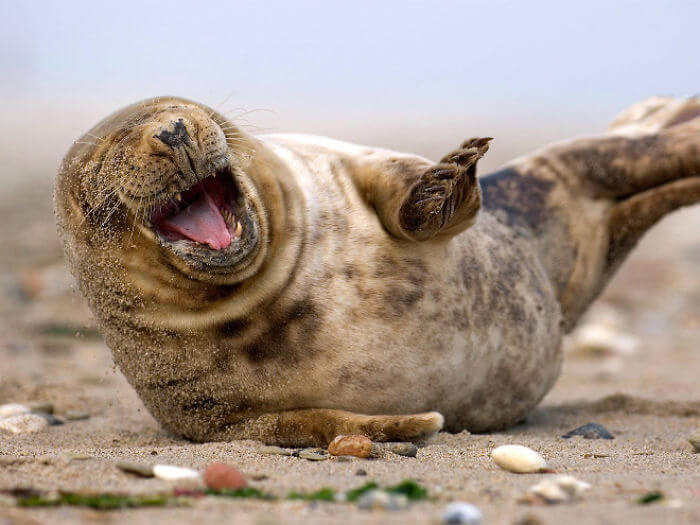 seal laughing 8