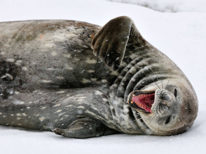 seal laughing 9