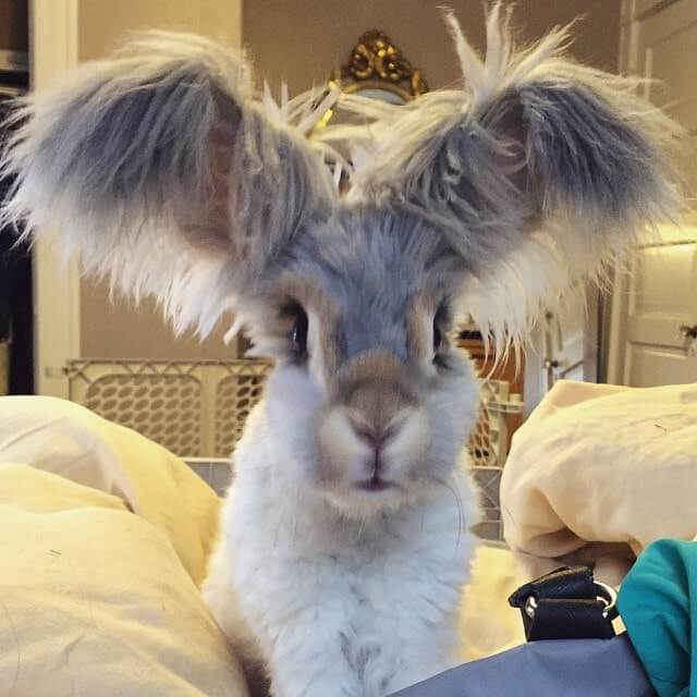wing eared bunny
